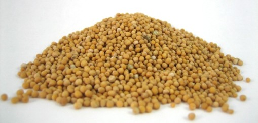 Mustard Seeds Images - Diet : Turunkan Berat Badan dengan Herbal dan Rempah